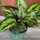 Calathea Beauty Star Calathea In 6 Inch Pot Prayer Plant