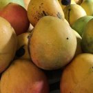 Glenn Mango Tree Grafted In 3 Gallons Pot No Ship To Ak And Hi