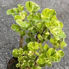 Aralia Balfour Variegated 6 Inch Pot House Plant