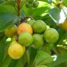 Nanceinga Nanche Fruit Tree In 3 Gallons Pot Byrsonima Crassifolia Nance