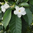Stemmadenia Litoralis Milky Way In 6 Inch Pot White Flower