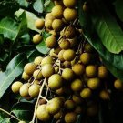 Kohala Longan In 10 Inch Pot 3 To 4 Ft Tall Air Layered Lengkeng Kelengkeng No Ship To Hi Or Ca