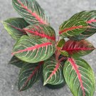 Aglaonema Red Emerald Chinese Evergreen Arum Plant Live House Plant In 6 Inch Pot