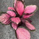 Calathea Pink Star In 6 Inch Pot Live Plant Prayer Plant