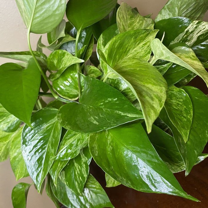 Golden Pothos Air Purifying Live Air Purifyinghouse Plant Devils Ivy Epipremnum Aureum 6 Inch