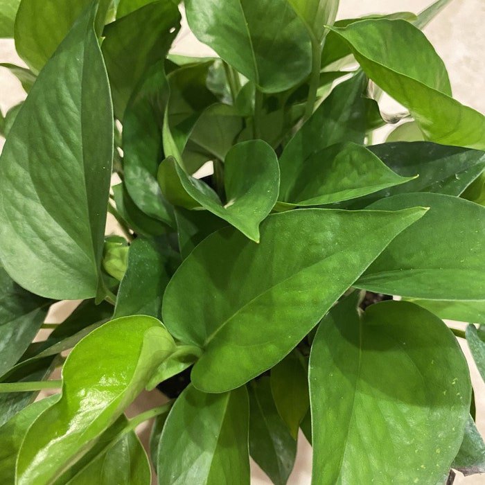 Jade Pothos In 6 Inch Pot