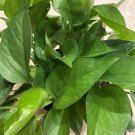 Jade Pothos In 6 Inch Pot