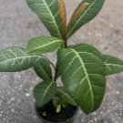 Imbe Garcinia Livingstonei In 4 Inch Pot African Mangosteen