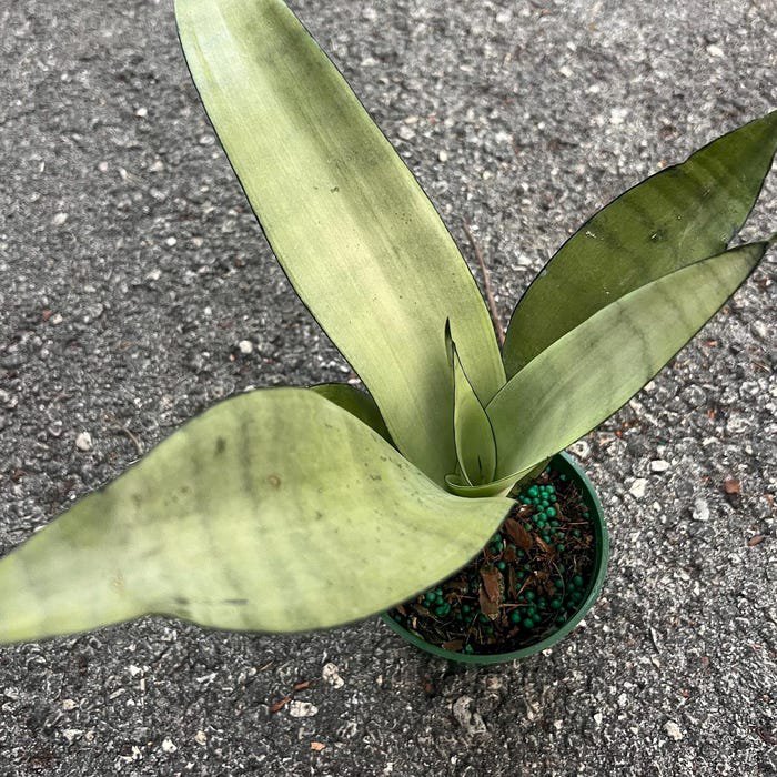 Sansevieria Moonshine Snake Plant Live House Plant In 4 Inch Inch Pot