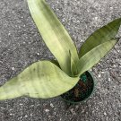 Sansevieria Moonshine Snake Plant Live House Plant In 4 Inch Inch Pot