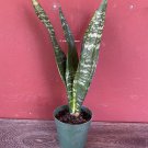 Sansevieria Black Coral In 4 Inch Pot