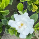 Gardenia Jasminoides Button In 6 Inch Pot Gardenia