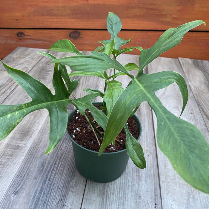 Philodendron Pedatum Glad Hands In 4 Inch Pot