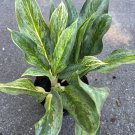 Aglaonema Koh Sumai In 6 Inch Rare Aglaonema