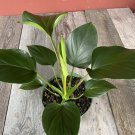 Homalomena Emerald Gem In 6 Inch Iches Pot Hamalomena