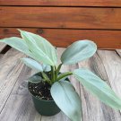 Philodendron Silver Swords Philodendron Hastatum In 6 Inch Pot