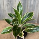 Aglaonema Pink Siam Siam Aurora Aglaonema In 6 Inch Pot