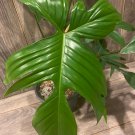 Philodendron Florida Green 6 Inch Pot