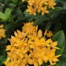 Ixora Taiwanese Yellow In 6 Inch Pot Carmen Dwarf Red Ixora