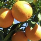 Washington Navel Orange Tree In Half Gallon Pot Grafted Florida Shipping Only