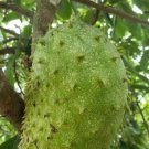 Soursop Tree Guanabana In 3 Gallon Gallon Pot Grafted Sirsak Anona Muricata No Ship To Ca And Hi