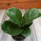Ficus Lyrata Bambino In 6 Inch Pot