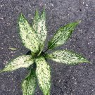First Diamond Aglaonema White Aglanoema Osaka In 4 Inch Pot