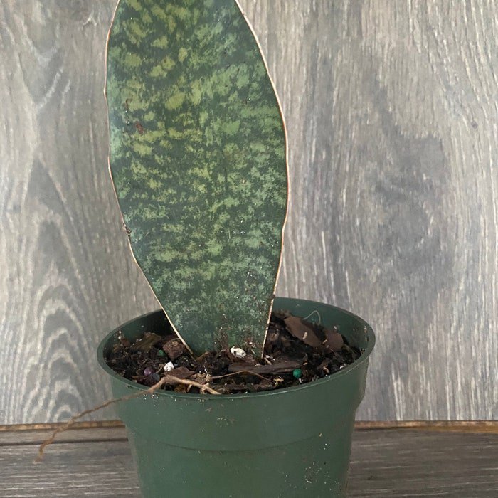 Sansevieria Masoniana Sansevieria Whale Fin Snake Plant In 4 Inch Pot