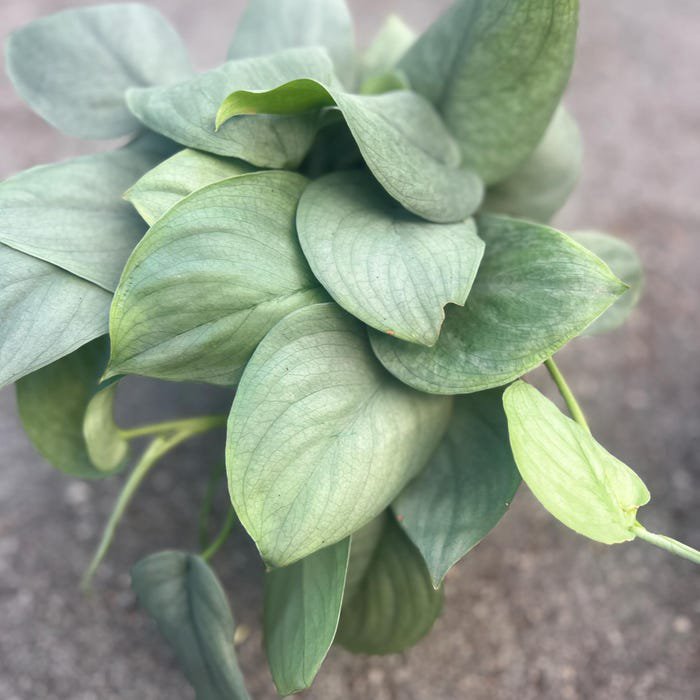 Scindapsus Silver Hero In 4 Inch Pot Or 6 Inch Pot