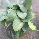 Scindapsus Silver Hero In 4 Inch Pot Or 6 Inch Pot