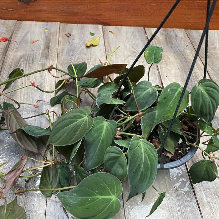 Philodendron Micans In 6 Inchhb