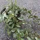 Variegated Asiatic Jasmine In 6 Inch Pot Trachelospermum Asiaticum Minima