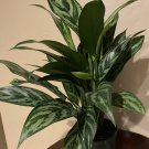 Aglaonema Maria Aglaonema Tigress In 6 Inch Inches Pot