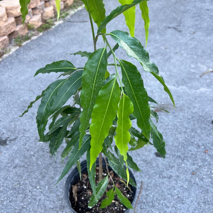 Mast Tree Polyalthia Longifolia In 3 Gallon Pot