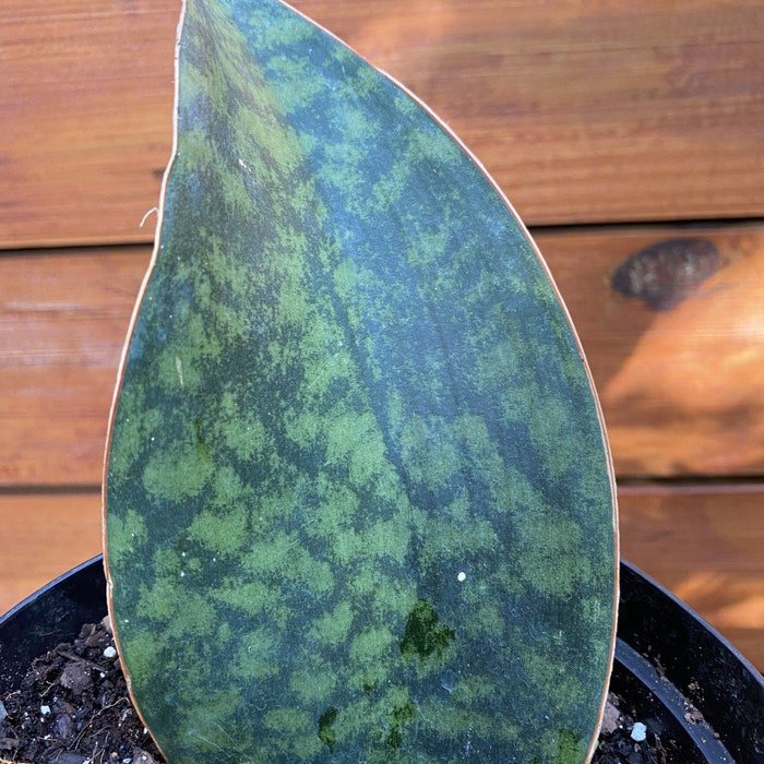 Sansevieria Masoniana Sansevieria Whale Fin Snake Plant In 6 Inch Or 8 Inch Pot
