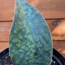 Sansevieria Masoniana Sansevieria Whale Fin Snake Plant In 6 Inch Or 8 Inch Pot