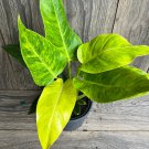 Philodendron Calkins Gold In 6 Inch Pot