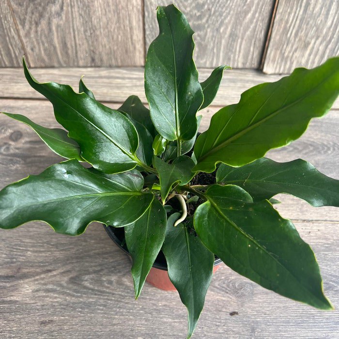 Anthurium Plowmanii In 6 Inch Pot