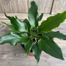 Anthurium Plowmanii In 6 Inch Pot