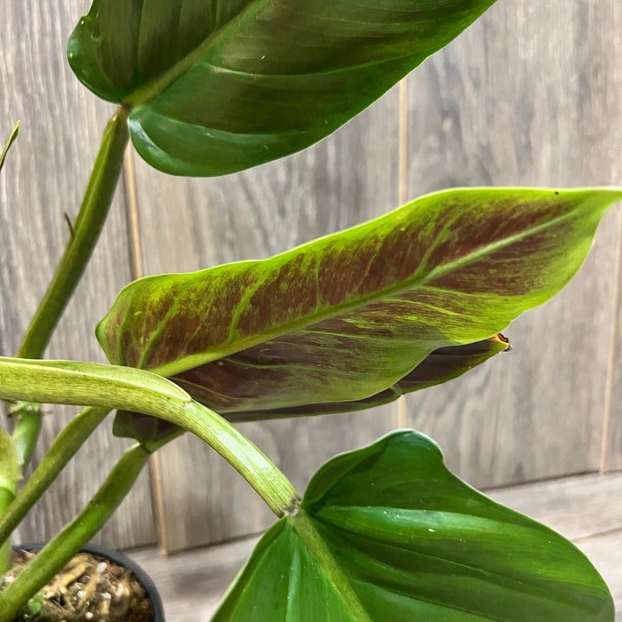 Philodendron Subhastatum Cutting