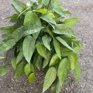Cebu Blue In 8 Inchhb Pot Pothos