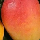 Jakarta Mango In 3 Gallon Grafted No Ship To Hi