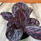 Calathea Dottie In 6 Inch Pot Live Plant
