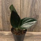 Treubii Dark Form In 4 Inch Pot