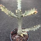 Ghost Cactus White Variegated Euphorbia Lactea Rare Cactus In 6 Inch