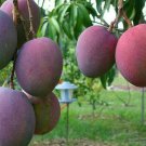 Tommy Atkins Mango Tree Grafted In 3 Gallons Pot No Ship To Hi