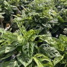 Monstera Adansonii Swiss Cheese Vine 10 Cuttings Wide Form All Starter Plants Require You To Purchas