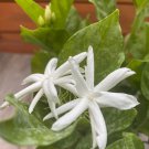 Jasmine Belle Of India In 6 Inch Pot