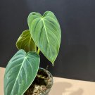 Philodendron Melanochrysum In 4 Inch Pot Philo Melano