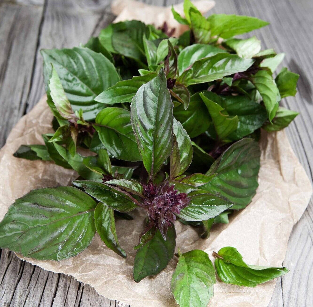 250 Thai Basil Seeds Ocimum Basilicum Seeds